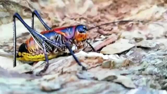 Şemdinli'de görülen çekirgeler korkuttu Şemdinli'de görülen çekirgeler korkuttu