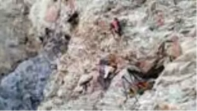 Hakkari'de görülen çekirgeler hem etçil hem de otçul olmasıyla korkutuyor Hakkari'de görülen çekirgeler hem etçil hem de otçul olmasıyla korkutuyor