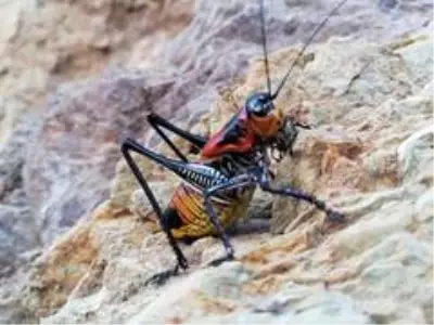 Şemdinli’de görülen çekirgeler korkuttu