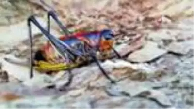 Hakkari'de görülen çekirgeler hem etçil hem de otçul olmasıyla korkutuyor Hakkari'de görülen çekirgeler hem etçil hem de otçul olmasıyla korkutuyor