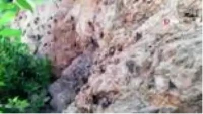 Şemdinli'de görülen çekirgeler korkuttu Şemdinli'de görülen çekirgeler korkuttu