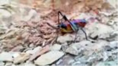 Hakkari'de görülen çekirgeler hem etçil hem de otçul olmasıyla korkutuyor Hakkari'de görülen çekirgeler hem etçil hem de otçul olmasıyla korkutuyor