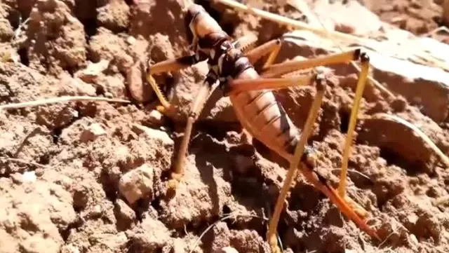 Tarım alanları istila eden çekirgelerin ardından Batman'da etçil çekirge ortaya çıktı