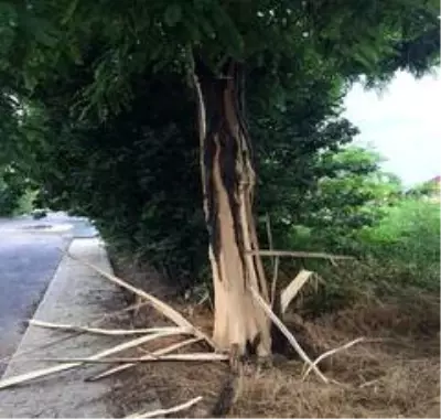 Yalova'da ağaca yıldırım düştü