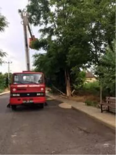 Yalova'da ağaca yıldırım düştü