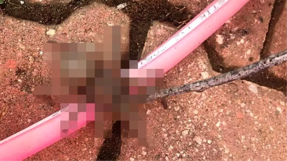 Yayla evine giren &quot;dev örümcek&quot; evde yaşayanları korkuttu