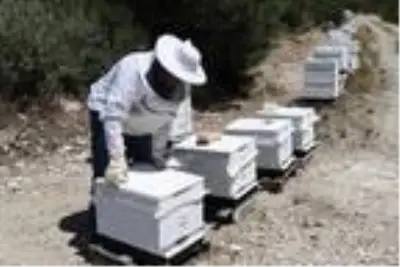 İtalya'da görüp Türkiye'de bal sirkesi üretmeye başladı, litresini 120 liradan satıyor İtalya'da görüp Türkiye'de bal sirkesi üretmeye başladı, litresini 120 liradan satıyor