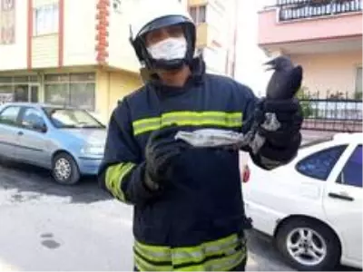 Gelişigüzel atılan cerrahi maske karganın ayağına takıldı Gelişigüzel atılan cerrahi maske karganın ayağına takıldı