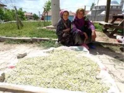 Papatya, köylü kadınların gelir kaynağı oldu Papatya, köylü kadınların gelir kaynağı oldu