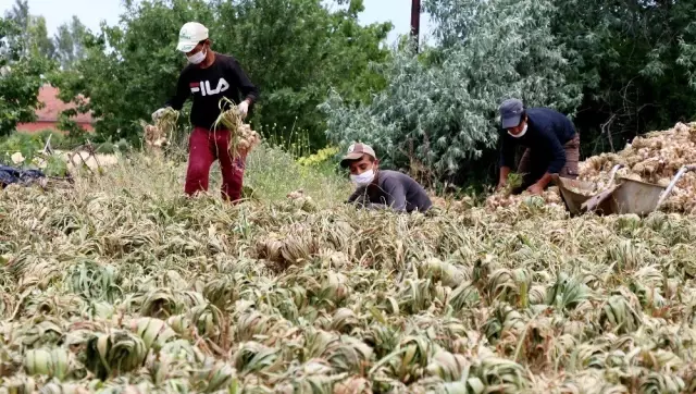 Aksaray'da üretilen sarımsaklar Rusya'da korona tedavisinde ve ilacında kullanılıyor