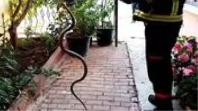 Veterinerler, son günlerde sıkça görülen yılanların nedenini anlattı Veterinerler, son günlerde sıkça görülen yılanların nedenini anlattı