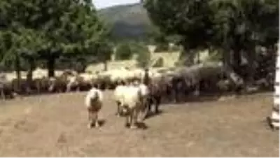 Yörüklerden imece usulü ile koyun kırkımı Yörüklerden imece usulü ile koyun kırkımı