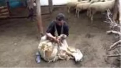 Yörüklerden imece usulü ile koyun kırkımı Yörüklerden imece usulü ile koyun kırkımı
