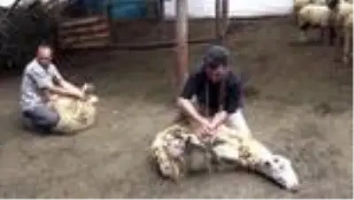 Yörüklerden imece usulü ile koyun kırkımı Yörüklerden imece usulü ile koyun kırkımı