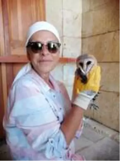 Yuvadan düşen yavru baykuş Doğa Koruma ekiplerine teslim edildi Yuvadan düşen yavru baykuş Doğa Koruma ekiplerine teslim edildi