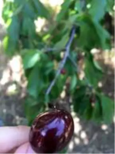 3 bin yılda açtığına inanılan 'udumbara' çiçeği Çanakkale'de görüldü 3 bin yılda açtığına inanılan 'udumbara' çiçeği Çanakkale'de görüldü
