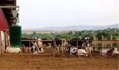 Son dakika haberleri: 3 çocuk annesinin bahçesi bile yoktu, şimdi devlet desteği ile çiftliği var Son dakika haberleri: 3 çocuk annesinin bahçesi bile yoktu, şimdi devlet desteği ile çiftliği var