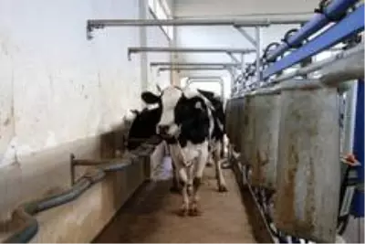 Son dakika haberleri: 3 çocuk annesinin bahçesi bile yoktu, şimdi devlet desteği ile çiftliği var Son dakika haberleri: 3 çocuk annesinin bahçesi bile yoktu, şimdi devlet desteği ile çiftliği var