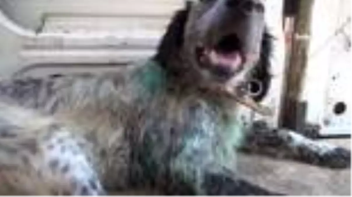 Kahraman aile hekiminden yaralı köpeğe müdahale