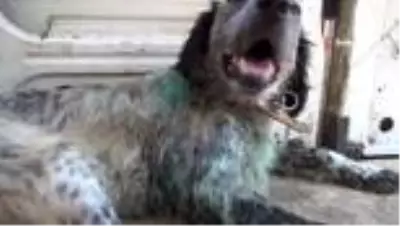 Kahraman aile hekiminden yaralı köpeğe müdahale Kahraman aile hekiminden yaralı köpeğe müdahale
