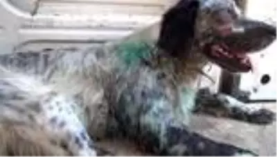 Kahraman aile hekiminden yaralı köpeğe müdahale Kahraman aile hekiminden yaralı köpeğe müdahale