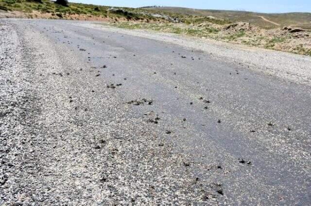 Muş'ta sürü halinde görülen çalı çekirgeleri büyük korkuya neden oluyor