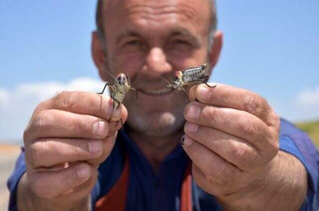 Muş'ta sürü halinde görülen çalı çekirgeleri büyük korkuya neden oluyor