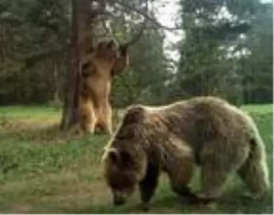 Sarıkamış ormanında ayıların kaşınma anlarını görüntülediler