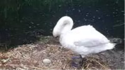 Anne her yerde anne! Yumurtadan çıkmamış yavruları öldürülen kuğu üzüntüden öldü