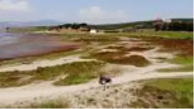 Bir zamanlar 'kuş cenneti'ydi, şimdi kuraklık tehlikesi ile karşı karşıya
