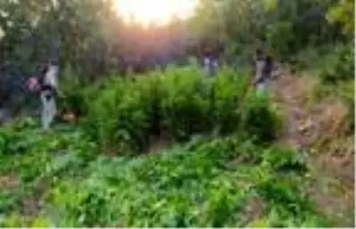 Diyarbakır'da son yılların en büyük uyuşturucu operasyonu, PKK'nın finans kaynağı kurudu Diyarbakır'da son yılların en büyük uyuşturucu operasyonu, PKK'nın finans kaynağı kurudu