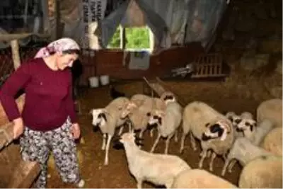 Son dakika haberleri: Güzelbahçeli kadın üreticinin başarı öyküsü Son dakika haberleri: Güzelbahçeli kadın üreticinin başarı öyküsü
