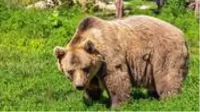 Karadeniz'de artan ayı nüfusu bölge halkını korkutuyor Karadeniz'de artan ayı nüfusu bölge halkını korkutuyor