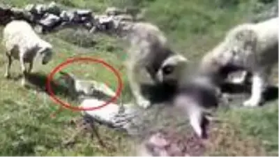 Koyun sürüsüne saldıran tilkiyi çoban köpekleri telef etti Koyun sürüsüne saldıran tilkiyi çoban köpekleri telef etti
