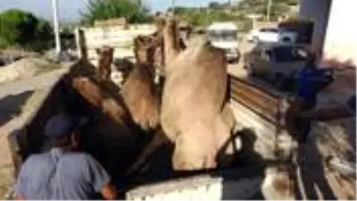Kurbanlık deve fiyatı, 12 bin liradan başlıyor Kurbanlık deve fiyatı, 12 bin liradan başlıyor