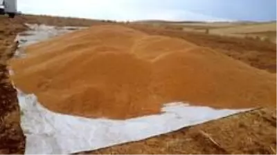 Siirt'te buğday verimi çiftçinin yüzünü güldürdü