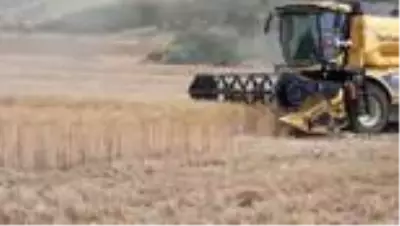 Son dakika haber... Siirt'te buğday verimi çiftçinin yüzünü güldürdü Son dakika haber... Siirt'te buğday verimi çiftçinin yüzünü güldürdü
