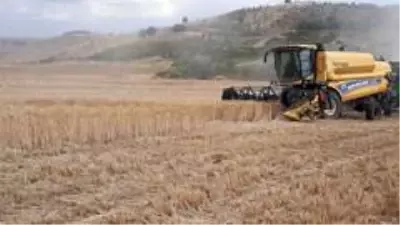 Siirt'te buğday verimi çiftçinin yüzünü güldürdü Siirt'te buğday verimi çiftçinin yüzünü güldürdü