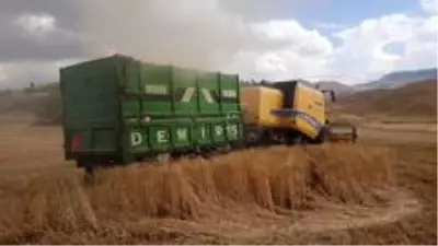 Siirt'te buğday verimi çiftçinin yüzünü güldürdü Siirt'te buğday verimi çiftçinin yüzünü güldürdü