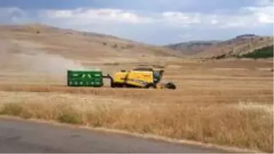 Siirt'te buğday verimi çiftçinin yüzünü güldürdü Siirt'te buğday verimi çiftçinin yüzünü güldürdü