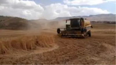 Siirt'te buğday verimi çiftçinin yüzünü güldürdü Siirt'te buğday verimi çiftçinin yüzünü güldürdü