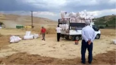 Siirt'te buğday verimi çiftçinin yüzünü güldürdü Siirt'te buğday verimi çiftçinin yüzünü güldürdü