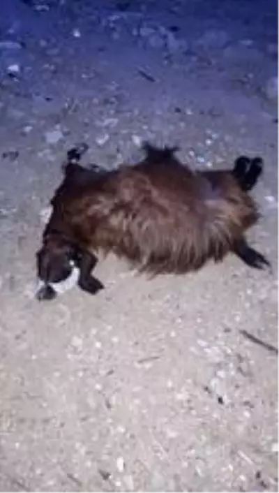 Tarsus'ta 20 küçük baş hayvan telef oldu Tarsus'ta 20 küçük baş hayvan telef oldu