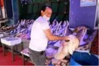 Dev yayın balığı kilosu 40 liradan kapış kapış satıldı Dev yayın balığı kilosu 40 liradan kapış kapış satıldı