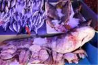 Dev yayın balığı kilosu 40 liradan kapış kapış satıldı Dev yayın balığı kilosu 40 liradan kapış kapış satıldı
