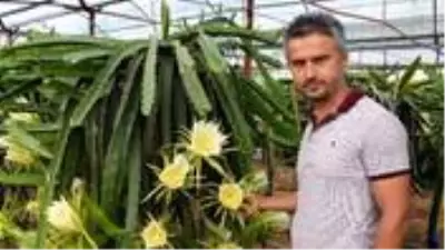 1,5 dönümlük tarlasında ejder meyvesi yetiştiren çiftçi, yılda 225 bin TL kazanıyor 1,5 dönümlük tarlasında ejder meyvesi yetiştiren çiftçi, yılda 225 bin TL kazanıyor