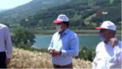 Bafra Ovası'nda buğday hasadı başladı Bafra Ovası'nda buğday hasadı başladı