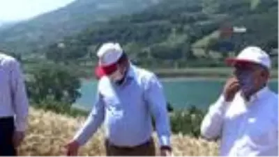 Bafra Ovası'nda buğday hasadı başladı Bafra Ovası'nda buğday hasadı başladı