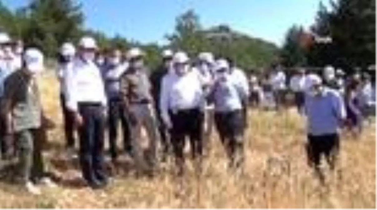 Balandız'da ata tohumu sarı buğdayın ilk hasadı yapıldı