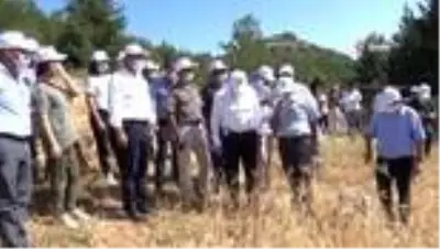 Balandız'da ata tohumu sarı buğdayın ilk hasadı yapıldı